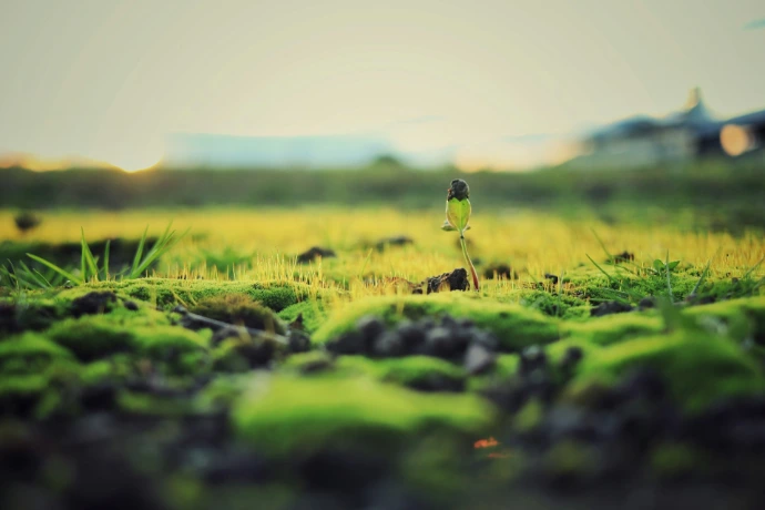 Green moss and grass with a single plant